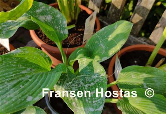 Hosta Linda Blue